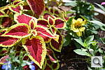 Click to see Y-DSC_1015_ADL_LOW.JPG