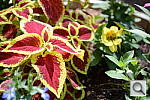 Click to see Y-DSC_1016_ADL_OFF.JPG