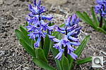Click to see YDSC_0088.JPG
