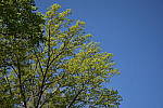 Click to see YDSC_0080-GPS.JPG