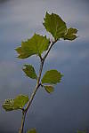 Click to see YDSC_0119.JPG