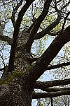Click to see YDSC_0126.JPG
