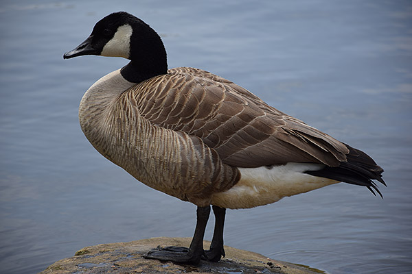 Nikon D5300 Review -- gallery image