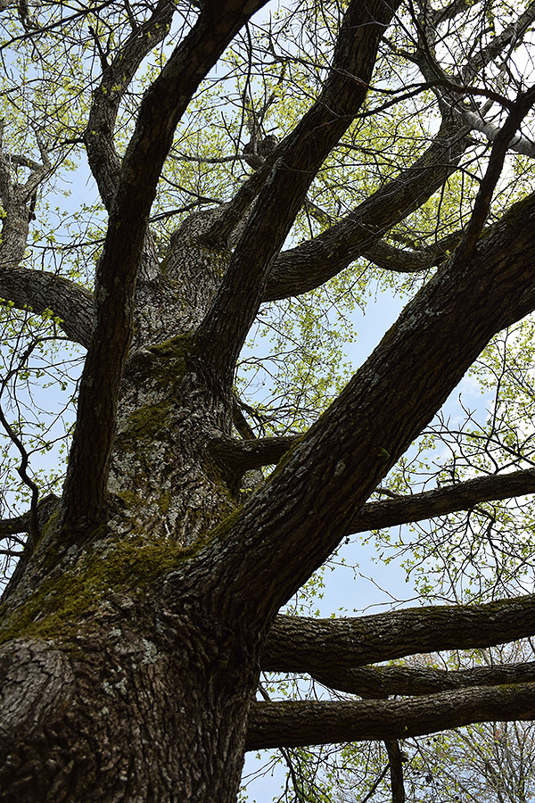 Nikon D5300 Review -- gallery image