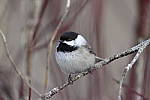 Click to see Y_DSC0011.JPG