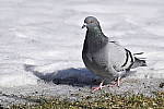 Click to see Y_DSC0031.JPG