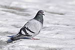 Click to see Y_DSC0036.JPG