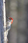Click to see Y_DSC0071.JPG