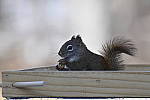 Click to see Y_DSC0080.JPG