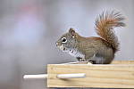 Click to see Y_DSC0109.JPG