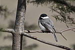 Click to see Y_DSC0172.JPG