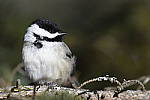 Click to see Y_DSC0213.JPG