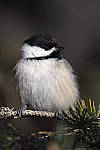 Click to see Y_DSC0220-MOD.JPG