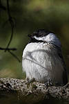 Click to see Y_DSC0225-MOD.JPG