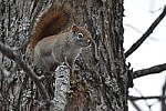 Click to see Y_DSC0237.JPG