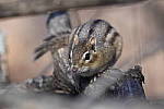 Click to see Y_DSC0262-2.JPG