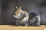 Click to see Y_DSC0287.JPG