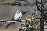 Click to see Y_DSC0354.JPG