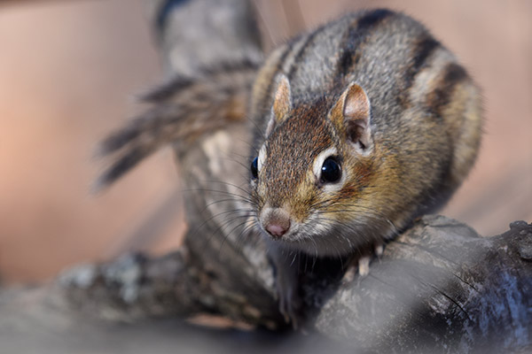 Nikon D5600 Review: Field Test -- Gallery Image