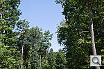 Click to see D600PINE_ACRu300r03.JPG
