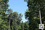 Click to see D600PINE_VNX.JPG