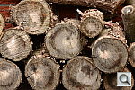 Click to see YRJP_0612.JPG