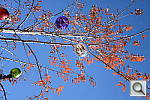 Click to see YDSC_0533.JPG