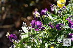 Click to see YDSC_0582.JPG