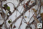 Click to see YDSC_0586.JPG