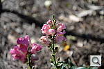 Click to see YDSC_0588.JPG
