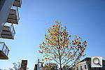 Click to see YDSC_0589.JPG