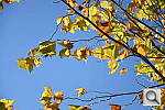 Click to see YDSC_0594.JPG