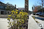 Click to see YDSC_0598.JPG