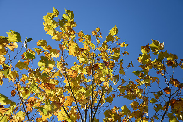 Nikon D610 Review -- Sample image