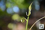 Click to see YDSC_0947.JPG