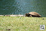 Click to see YDSC_0984.JPG