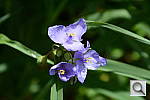 Click to see YDSC_1192.JPG