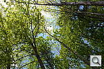 Click to see YDSC_1206.JPG