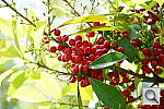 Click to see YDSC_1210.JPG