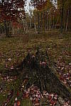 Click to see Y_DSC0405.JPG