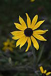 Click to see Y_DSC0529.JPG