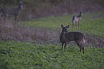 Click to see Y_DSC0640.JPG