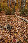 Click to see Y_DSC0794.JPG