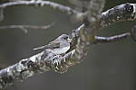 Click to see Y_DSC1642.JPG