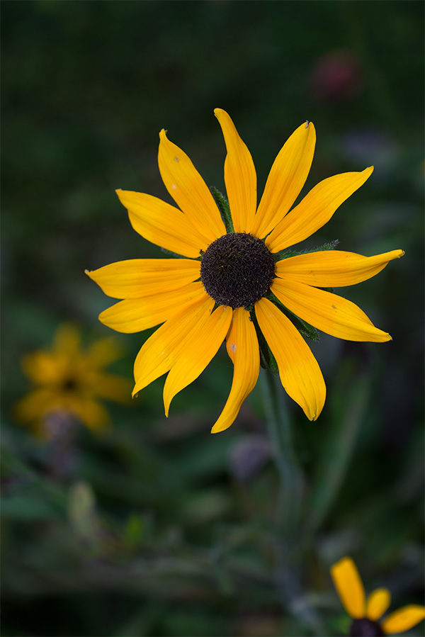 Nikon D750 Review