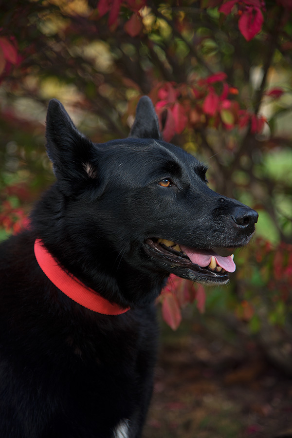 Nikon D750 Review - Field Test Part I