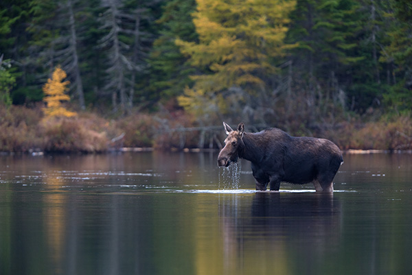 Nikon D750 Review