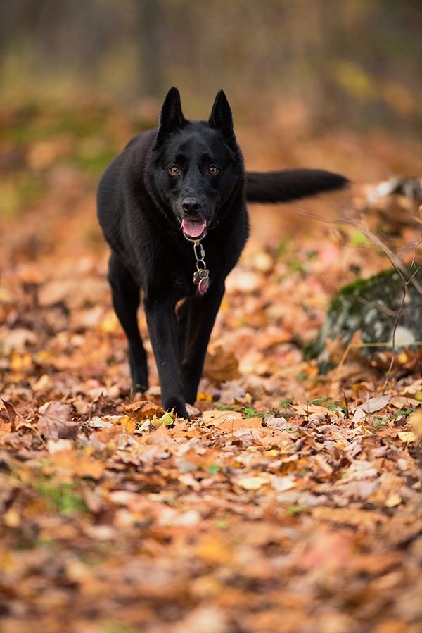 Nikon D750 Review