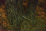 Click to see YDSC_1282.JPG