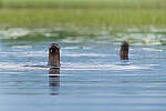 Click to see Y-JG-D780-0081-MOD.JPG